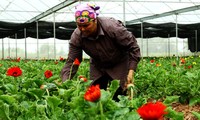 Ejemplifica éxito de nuevo campo Cooperativa de floricultura de Thuy Huong