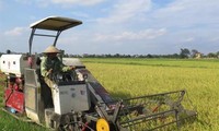 타이빈, 농업 경제 발전