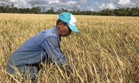응웬 쑤언 푹 (Nguyễn Xuân Phúc) 총리, 쌀 수매 보관 관련 회의 주재