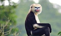 하지앙 (Hà Giang) 성, 들창코원숭이 보존 홍보 강화