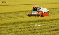 베트남 쌀 생산의 새로운 비전