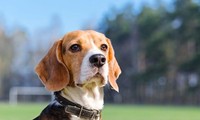 최근 미국의 한 연구, 개들이 암을 발견할 수 있다고 발표