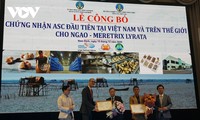 Meretrix Lyrata 조개에 대한 베트남에 첫 ASC 인증서