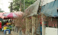 2021년 녓떤 (Nhật Tân) 복숭아꽃 축제