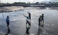 베트남, 새우 생산 주요 국가로 부상