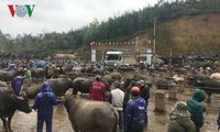 Trà Linh, le plus grand marché aux bestiaux du Nord