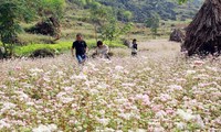 Ouverture du 5e festival des fleurs de sarrasin à Hà Giang