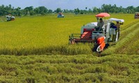 Delta du Mékong: Production du riz en hausse malgré la salinisation