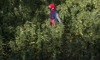 Au Maroc, le gouvernement veut légaliser le cannabis «thérapeutique»