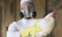 Chine: Un premier cas de grippe aviaire H3N8 détecté chez l'homme