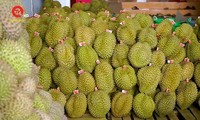 L’augmentation des exportations de durian vietnamien