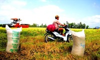 Объем экспорта риса Вьетнама и Таиланда составляет около 50% в мире