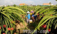 Вьетнам экспортировал первую партию свежих драконьих фруктов питайя в Австралию 