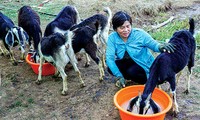 О молодом Нгуен Ван Дине и его моделе разведения коз