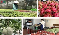 Вьетнам и Китай наращивают торговое сотрудничество в сфере сельского хозяйства в условиях Covid-19