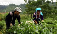Провинция Лайтяу продвигает чайную продукцию на рынки Ближнего Востока, Северной Африки и Юной Азии