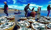 베트남, 어업의 지속 가능한 발전을 위해 EC 권장 사항 단계적으로 완성