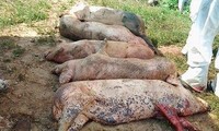 하노이, 성공적으로 아프리카 돼지열병 통제