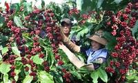 베트남의 특산물 – 커피, 베트남의 새로운 발전 방향