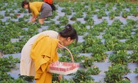 베트남의 최대 딸기 농장 탐방
