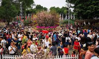 2019년 일본 – 베트남 벚꽃축제, 1백만명의 관광객 유치