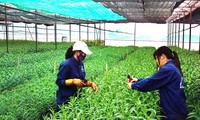 베트남 과학기술의 날: 농업 생산성 제고, 자연재해 방지를 위해 과학기술 응용