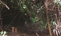 Phát hiện Bò tót, Sao la tại Vườn Quốc gia Phong Nha - Kẻ Bàng