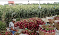 Hợp tác nông nghiệp giữa Việt Nam và Australia