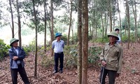 Thanh Hóa hơn 17.000 ha rừng được cấp chứng chỉ quốc tế FSC