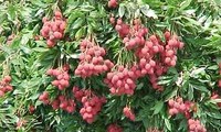 Buah-buahan di Vietnam