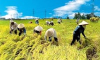 Ekspor beras Vietnam meningkat mencapai rekor pada bulan Mei