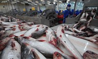 Senator AS menentang program pengawasan terhadap ikan Tra dan ikan Patin Vietnam 