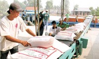  Vietnam mengekspor lagi 3,6 juta ton beras selama enam bulan akhir tahun 2012