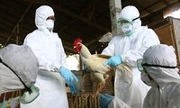 Indonesia menemukan arus baru dari virus flu unggas H5N1