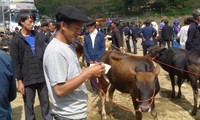 Kekhasan pasar ternak besar di kabupaten Meo Vac, provinsi Ha Giang