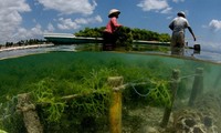 Budidaya rumput laut di Vietnam