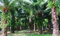 Penjelasan sepintas lintas tentang pohon kelapa sawit di Vietnam