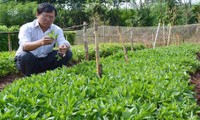 Propinsi Binh Phuoc menanam sayuran  " Nhip" di pekarangan rumah