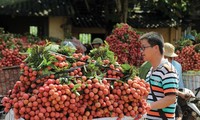Menciptakan tempat berdiri  bagi buah-buahan Vietnam di pasar dunia