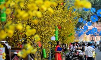 Kota Hanoi menyelenggarakan banyak aktivitas kebudayaan dan kesenian sehubungan dengan Hari Raya Tet