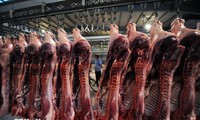 La Chine ouvre une enquête anti-dumping sur les importations de porc européen