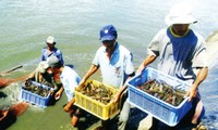 Экспорт морепродуктов Вьетнама в 2014 году превысит $6,7 млрд
