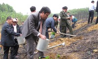 Во Вьетнаме развернута кампания по посадке деревьев в связи с Новым годом