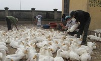 Северные пограничные районы Вьетнама проявляют инициативу по борьбе с птичьим гриппом