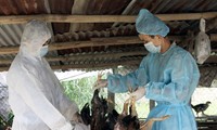 Экстренные меры по предотвращению проникновения во Вьетнам вируса птичьего гриппа H7N9