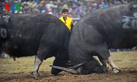 В Ханое впервые состоялись бои буйволов