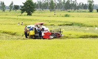 Модель объединенных полей содействует строительству новой деревни в провинции Донгтхап