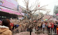 В Ханое открылся фестиваль сакуры