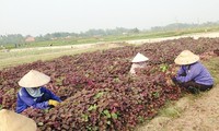 Cоздание ключевых зон по производству сельхозпродукции в провинции Куангнинь