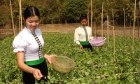 Ликвидация голода и бедности – основные достижения Вьетнама в области прав человека